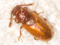 Cryptophagus denticulatus